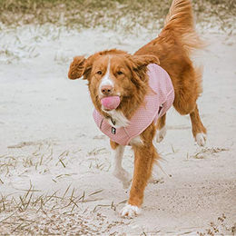 Hurtta Cooling Wrap Kühlweste für Hunde Rosa Größe L 65-75 cm – Bild 1 von 4