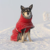Produktbild von Hurtta Extreme Warmer V2 Hundejacke Winter Weinrot 60 cm