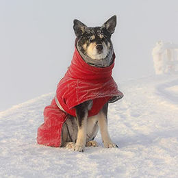 Hurtta Extreme Warmer V2 Hundemantel Weinrot 65 cm – Bild 1 von 4