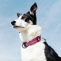 Produktbild von Hurtta Gepolstertes Hundehalsband 8-12 in Grün Rosa
