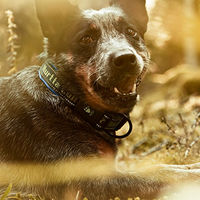 Produktbild von Hurtta Gepolstertes Hundehalsband aus Neopren für alle Altersstufen 30-40 cm - 40 cm
