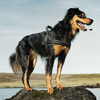 Produktbild von Hurtta Hundegeschirr aus gepolstertem Neopren mit 3M Reflektoren Grün 39 in
