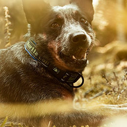 Hurtta Hundehalsband Mini für Welpen aus Neopren in Rot oder Blau – Bild 1 von 5