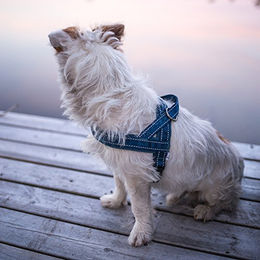 Hurtta Norwegergeschirr gepolstert Hund Neopren Cinnamon – Bild 1 von 3