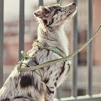 Produktbild von Hurtta Razzle Dazzle Y-Geschirr für Hunde Brombeere Schwarz 35-45 cm