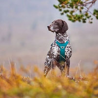 Produktbild von Hurtta Rover Hundegeschirr Orange 45-60 cm