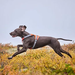 Hurtta Rover Hundegeschirr Peacock Türkis 55-70 cm mit Edelstahl – Bild 1 von 6