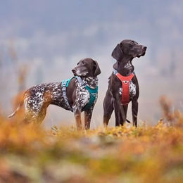 Hurtta Rover Hundegeschirr Schwarz 55-70 cm mit Edelstahl-Elementen – Bild 1 von 4