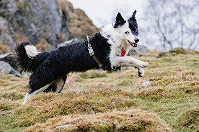 Produktbild von Hurtta Venture Hundegeschirr Orange 40-45 cm