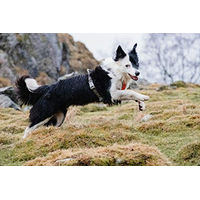 Produktbild von Hurtta Venture Hundegeschirr Orange 40-45 cm