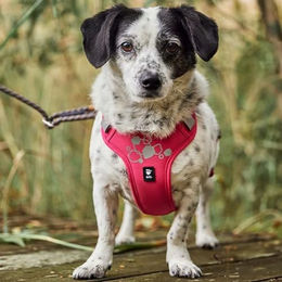 Hurtta Weekend Warrior Hundegeschirr II ECO Rosa 65-80 cm – Bild 1 von 6