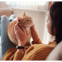 Produktbild von Husse Gourmet Katzenfutter Sterilised Lachs mit Weißfisch Mousse Getreidefrei Adult 12 Dosen à 195 g