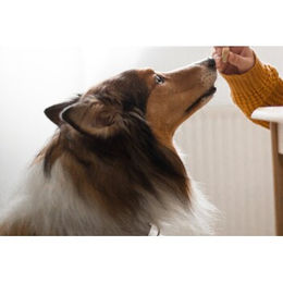 Produktbild von Husse Hundefutter Stückchen Kalb in Sauce 9 Dosen à 1,275 kg
