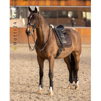 Produktbild von HV Polo Dressurschabracke HVPMarena in Mocca Braun aus Polyester