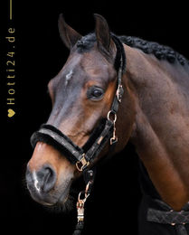 Produktbild von HV Polo Pferde Halfter HVP Welmoed Shine aus Polyester in Schwarz Rosa Gold