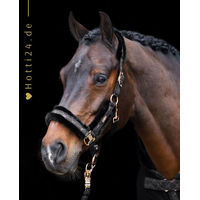 Produktbild von HV Polo Pferde Halfter HVP Welmoed Shine aus Polyester in Schwarz Rosa Gold