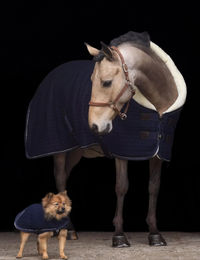 Produktbild von HV POLO Stalldecke Franka Blau aus Polyester für Pferde
