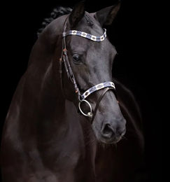 HV Polo Trense Chaya braun-navy Größe Warmblut – Bild 1 von 1