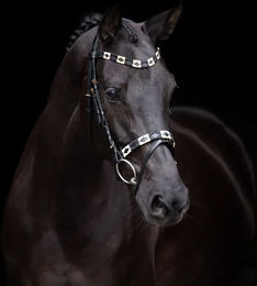 HV Polo Trense Chaya Schwarz-Gold für Warmblut Pferde – Bild 1 von 1