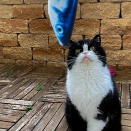 Produktbild von I love my cat Katzenspielzeug Plüschfisch mit Katzenminze für Katzen