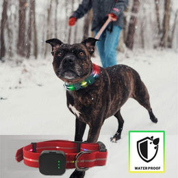 Illes-Laedchen Hunde-Halsband exklusives LED Hundehalsband wasserdicht AKKU wiederaufladbar – Bild 1 von 5