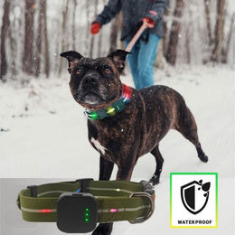 Illes-Laedchen Hunde-Halsband exklusives LED Hundehalsband wasserdicht AKKU wiederaufladbar – Bild 1 von 5