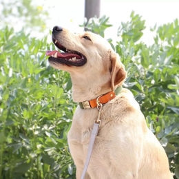 Produktbild von Illes-Laedchen Hundehalsband und Hundeleine Set aus Nylon und Leder für erwachsene Hunde