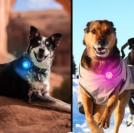 Illes-Laedchen LED Hundehalsbandleuchte wasserdicht und wiederaufladbar in 7 Farben – Bild 1 von 12