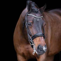 Imperial Riding Athena Kandarenzaum aus Leder in Schwarz P/S – Bild 1 von 2