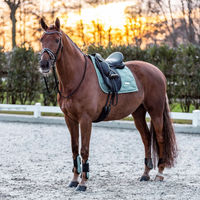 Produktbild von Imperial Riding Gamaschen 2er Set aus Neopren in Sage Green