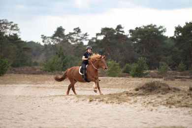 Imperial Riding Halsring soft IRH Free Ride Kordel für Pferdfalze in Schwarz aus Polyester – Bild 1 von 2
