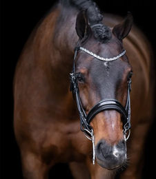 Imperial Riding Kandarenzaum Olympia aus Leder in Schwarz-Silber – Bild 1 von 3