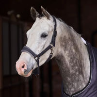 Produktbild von Imperial Riding Pferdehalfter Penny aus Nylon