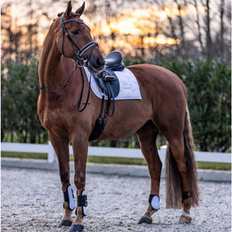 Produktbild von Imperial Riding Streichkappen Gamaschen aus Neopren in Weiß