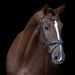Imperial Riding Trense mit englischer Schnalle – Bild 1 von 1