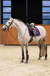 Produktbild von Imperial Riding Vielseitigkeitsschabracke IRH Lovely Pearl Berry in Lila aus Baumwolle