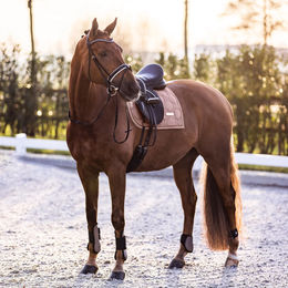 Produktbild von Imperial Riding Vielseitigkeitsschabracke IRHLovely Pearl Cappuccino aus Baumwolle in Beige und Braun