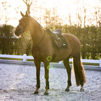 Produktbild von Imperial Riding Vielseitigkeitsschabracke IRHLovely Pearl in Schwarz aus Baumwolle