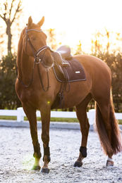 Produktbild von Imperial Riding Vielseitigkeitsschabracke IRHLovely Pearl Navy Blau Baumwolle