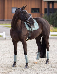 Produktbild von Imperial Riding Wickelbandagen IRH Lovely Gamaschen Fleece 4er Set Sage Green