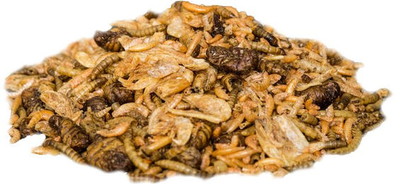 Insektus Futter-Mix getrocknet Mehlwürmer Seidenraupen Garnelen und Gammarus 500g – Bild 1 von 1