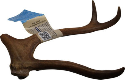 Produktbild von Jama Rentier Geweihstück ganz - XL (120-150g)