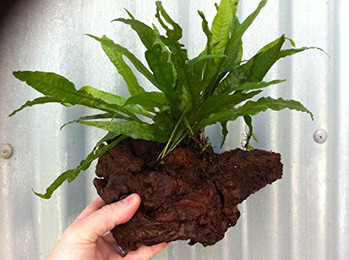 Produktbild von Javafarn (Microsorum pteropus) Topf XXL