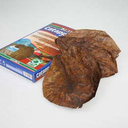 JBL Catappa Seemandelbaumblätter XL – Bild 1 von 7