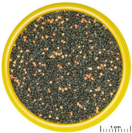 Produktbild von JBL PRONOVO GUPPY GRANO S CLICK Fischfutter-Granulat - 250 ml