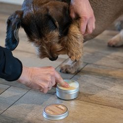 Produktbild von joveg Pfotensalbe Wundpflege - 80 g