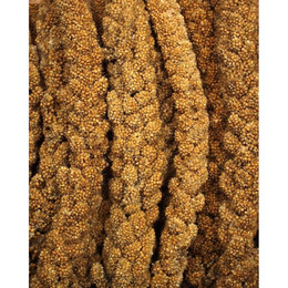 Produktbild von JR Birds Kolbenhirse gelb - 250 g