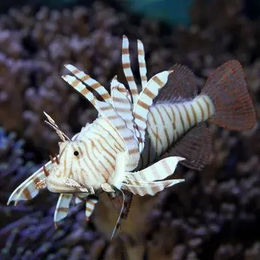 Produktbild von JBL Lionfish Aquariumdekoration Figur und Höhle in Lila für Fische