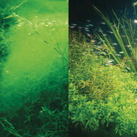 Produktbild von JBL PhosEx rapid Phosphatentferner für Süßwasser-Aquarien 100 ml - 100 ml