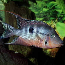 JBL ProNovo Cichlid Grano Fischfutter Granulat für Buntbarsche mit Lachs und Garnele 1000 ml - 1000 ml – Bild 1 von 3